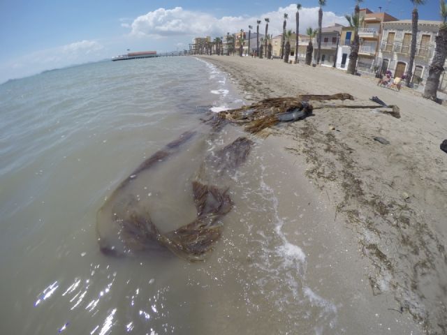 Brigadas de inspección de fondos submarinos limpiarán las playas Carrión y Manzanares